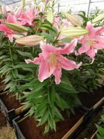 [4314 Pink Robe GA No101.JPG]